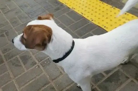 Найдена собака на Лужской улице, Москва