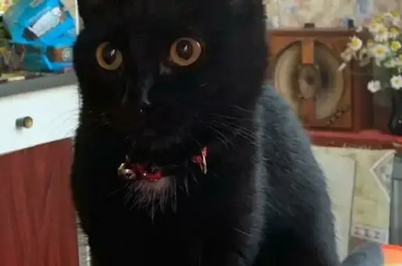 Кошки потеряшки, Санкт-Петербург, фото: Потеряшка кошка на 2-й Комсомольской улице!