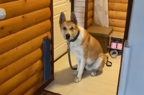 Найден пёс Цезарь в районе Чириково, Москва