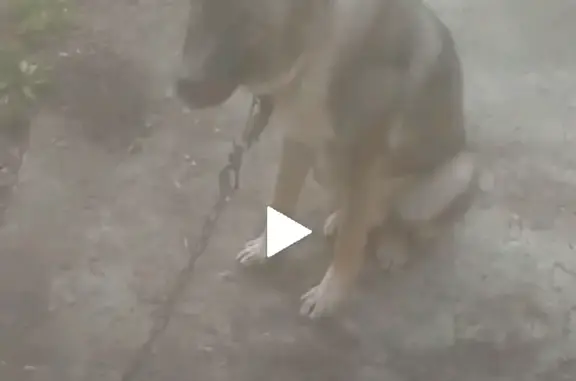 Пропала собака Мухтар в Логовском сельском поселении, Волгоградская область