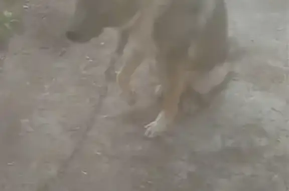 Пропала собака Мухтар возле хутора Голенский, Волгоградская область