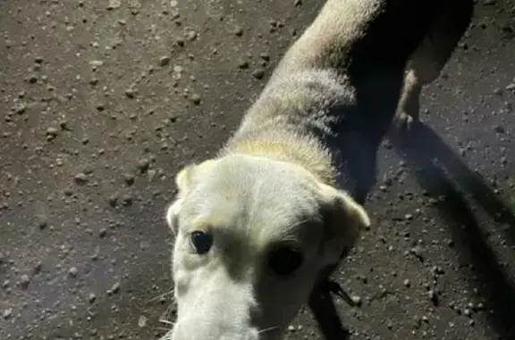 Найдена собака, Москва, фото: Собака с ошейником найдена у Санатория 