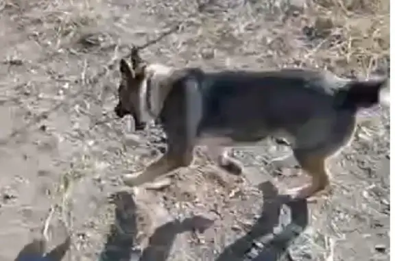 Пропала собака Мухтар в Волгоградской области