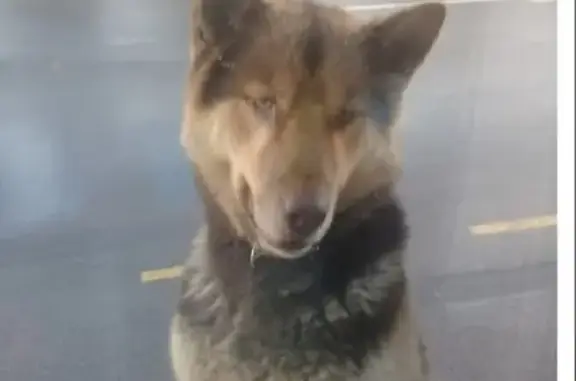 Собаки потеряшки, Санкт-Петербург, фото: Потеряшка пёс Ваня на Замшина ул., СПб