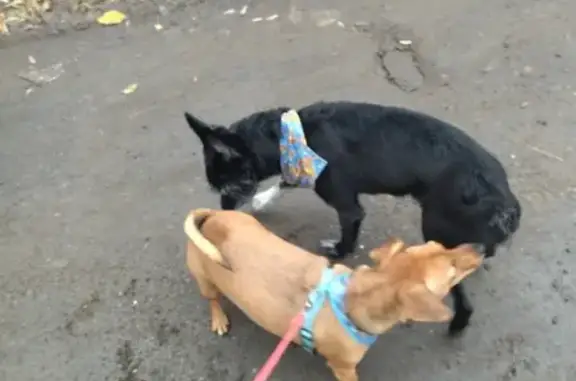 Найден черный пёс с ошейником и платком на Телефонной улице, Барнаул