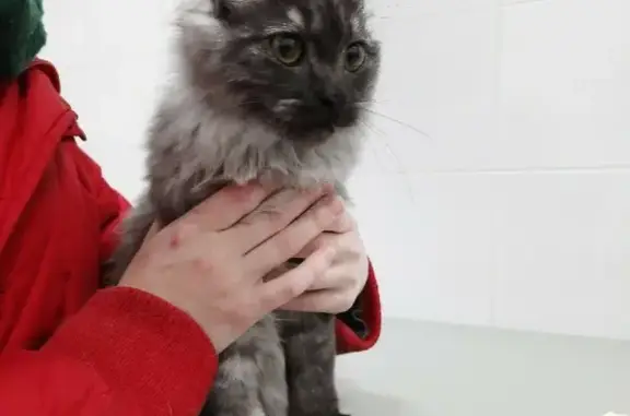 Найден котенок на ул. Билимбаевской (Екатеринбург)