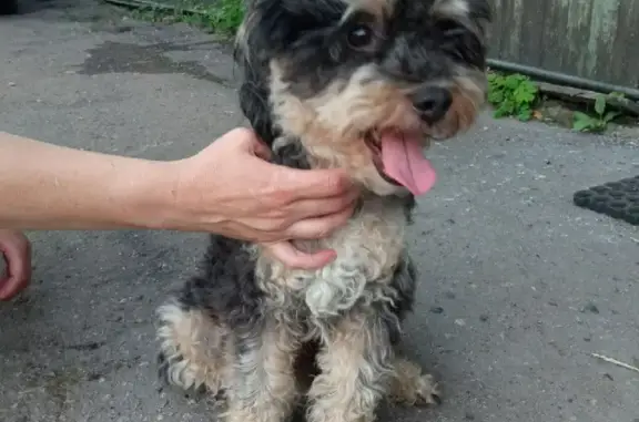 Собака с обрезанным хвостом найдена на Трёхгорной улице, 95, Хабаровск