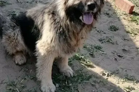 Найдена собака на Рагузинской улице