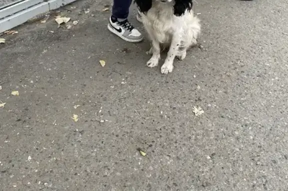 Найдена собака на улице Гагарина, Курган