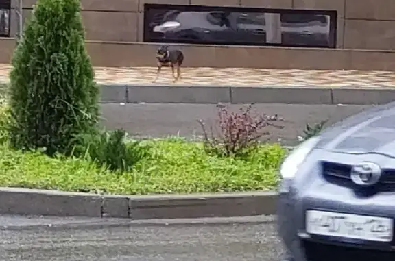 Найдена собака на ул. Пирогова, 8, Ставрополь