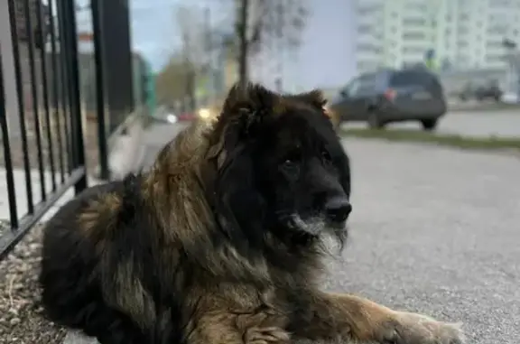Большая собака на улице Максима Горького, Пермь