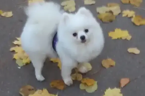 Собаки потеряшки, Рязань, фото: Потеряшка собака Снежка, ул. Полетаева, 13 к1, Рязань