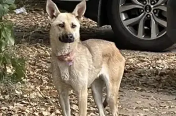 Найдена худая собака на Тарасовской улице, Королев