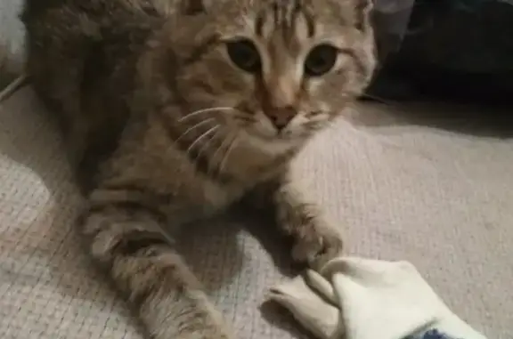 Найдена ласковая кошка на Коммунистической, Уфа