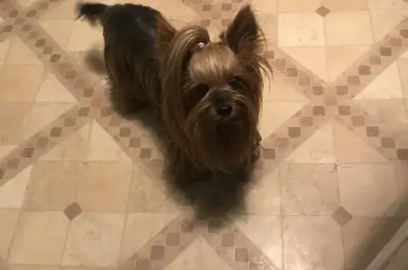 Собаки потеряшки, Санкт-Петербург, фото: Потеряшка собака на Российском проспекте