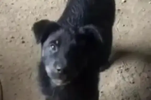 Найден щенок возле гаражей Реал1 в Магнитогорске