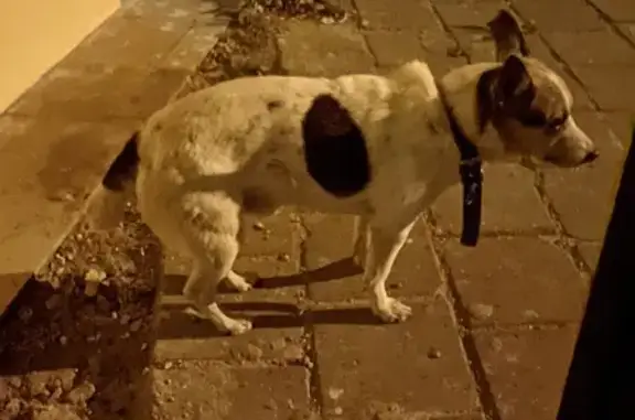 Собака с ошейником на Набережной, Керчь