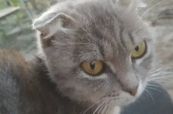 Вислоухая шотландская кошка ищет хозяина на Зелёной улице, 58