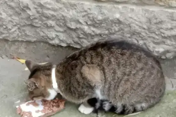 Найдена кошка на Ольховой улице, ищем пристройство!