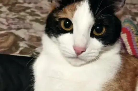 Кошки потеряшки, Киров, фото: Потеряшка кошка Майя на улице Дзержинского, 60, Киров