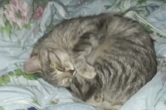 Пропала кошка Манька на улице Морякова, 5