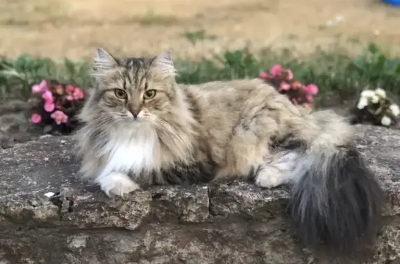 Пропала кошка Машка, ул. Полевая, 23, Усть-Ижора