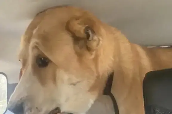 Найдена собака Алабай в Московской области