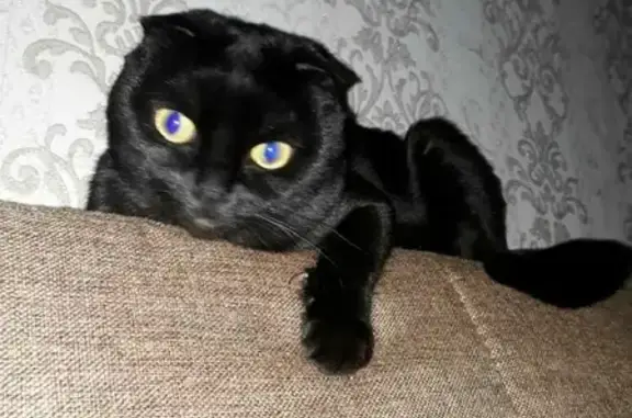 Потерянные животные Малая Шильна, фото: Пропала кошка, Ленина, Малая Шильна