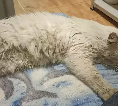 Белый котенок найден на Карасунской, готов к новому дому