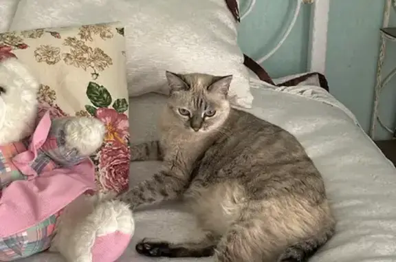 Потерянные животные Азинский, фото: Пропала кошка на Новоазинской улице, 5