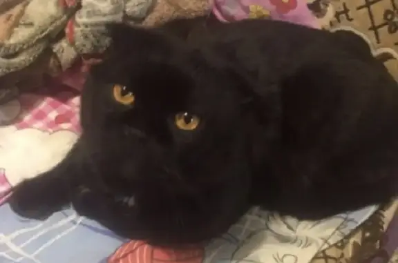 Пропала кошка Британец вислоухий, чёрный, белое пятнышко на шее, 7 лет, 5,5 кг.