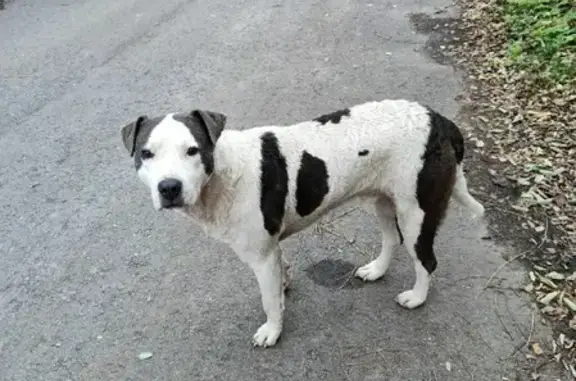 Потерянная собака в Козьмодемьяновке, Тамбовская область