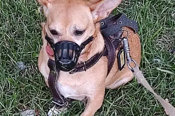 Собаки потеряшки, Санкт-Петербург, фото: Потеряшка собака Мия на пр. Художников, СПб