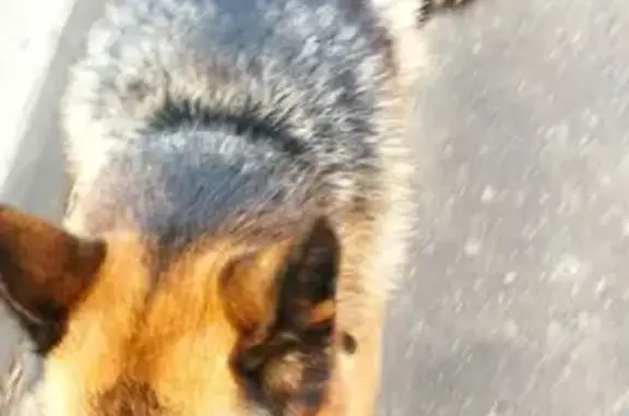 Собака с ошейником найдена возле станции Захарово, Ногинск.