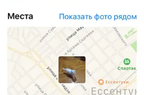 Кошки потеряшки, Ессентуки, фото: Потеряшка кошка на ул. Пушкина, 80 в Ессентуках