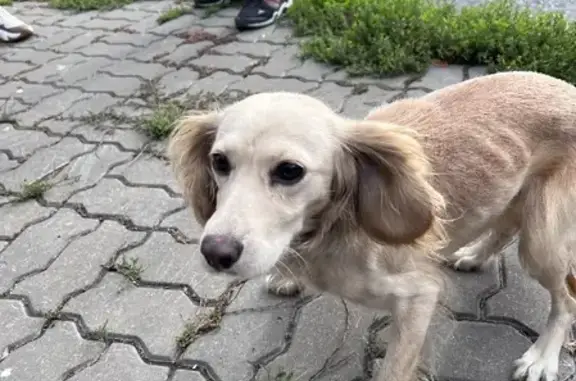 Ухоженная собака найдена на Бесланском переулке, Ростов-на-Дону