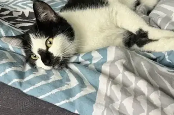 Дворовая кошка найдена на ул. Генерала Шифрина, 5 в Краснодаре