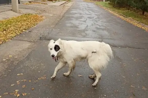 Найдена собака без хвоста на 7-й Солнечной улице, Омск