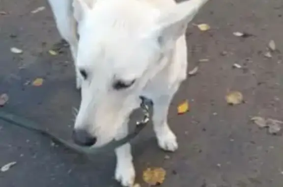 Пропала собака на Мерецкова 28, Петрозаводск.
