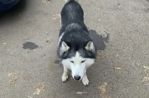 Найдена собака Хаски на Краснобогатырской, Москва