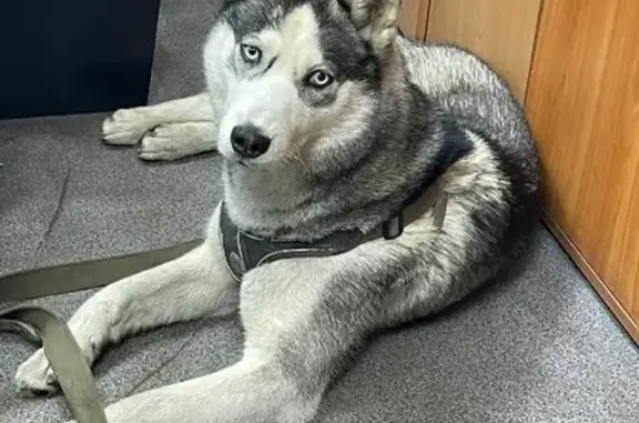 Собака Хаски найдена на Бабушкина, 51 в СПб