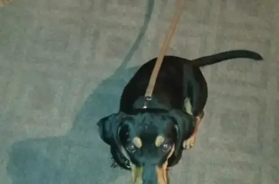 Пропала собака Такса на улице Маяковского, 38