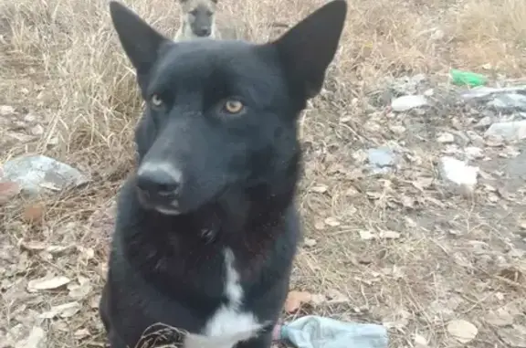 Найдена собака в Ангарске, ищем хозяина!