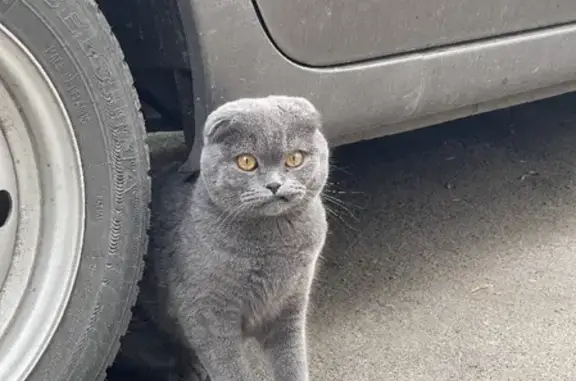 Найдена британская кошка возрастом до года на Свирской улице, Нижний Новгород