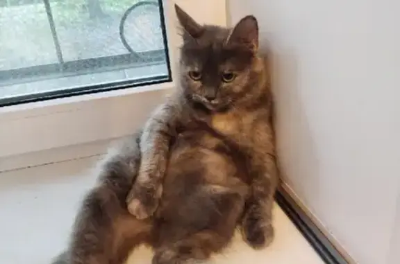 Кошки потеряшки, Ярославль, фото: Потеряшка кошка в Ярославле на Минина, 16