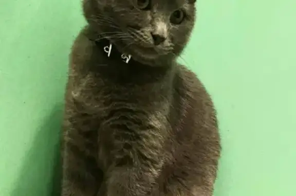 Кошки потеряшки, Тольятти, фото: Потеряшка кошка на Саратовской, 17 в Тольятти.