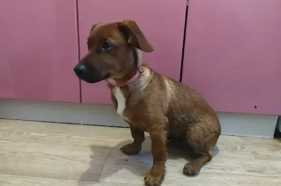 Найден щенок с розовым ошейником на ул. Пушкина, 26 в Порхове