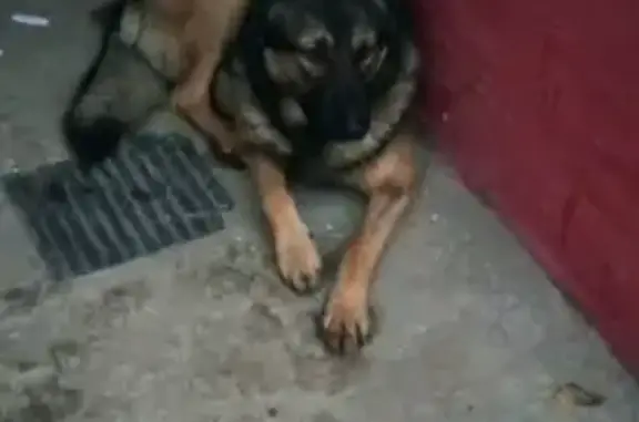 Собака найдена на проспекте Строителей, 5, Энгельс.