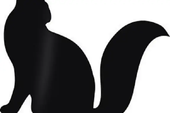 Кошки потеряшки, Санкт-Петербург, фото: Потеряшка кошка на Б. Подьяческой, 22 в СПб