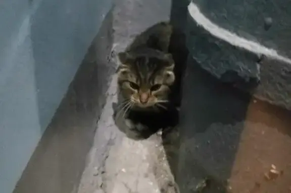 Найдена кошка на улице Ломоносова, 61! 🐱